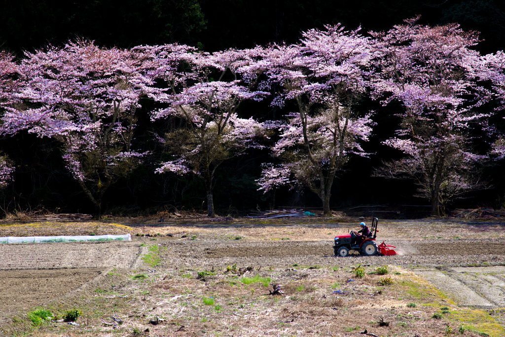 桜とトラクター