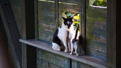 野良猫の親子
