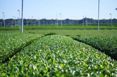 丸刈り茶畑