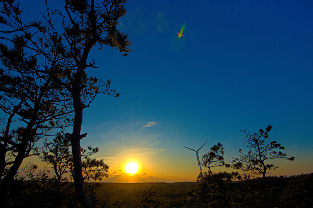松と夕日