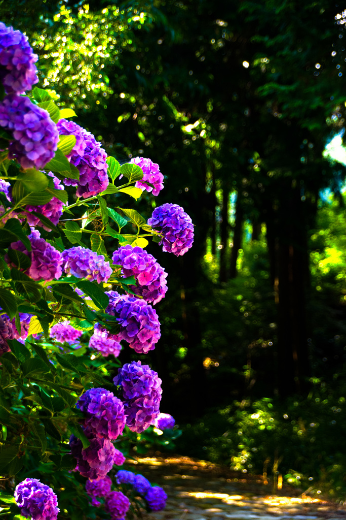 旧東海道石畳の紫陽花