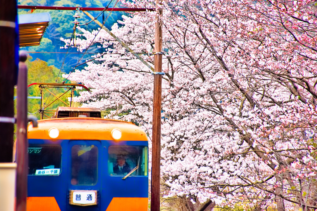 桜咲く駅