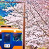 桜咲く駅