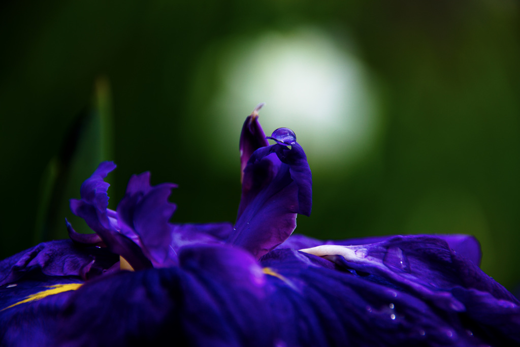 菖蒲の季節