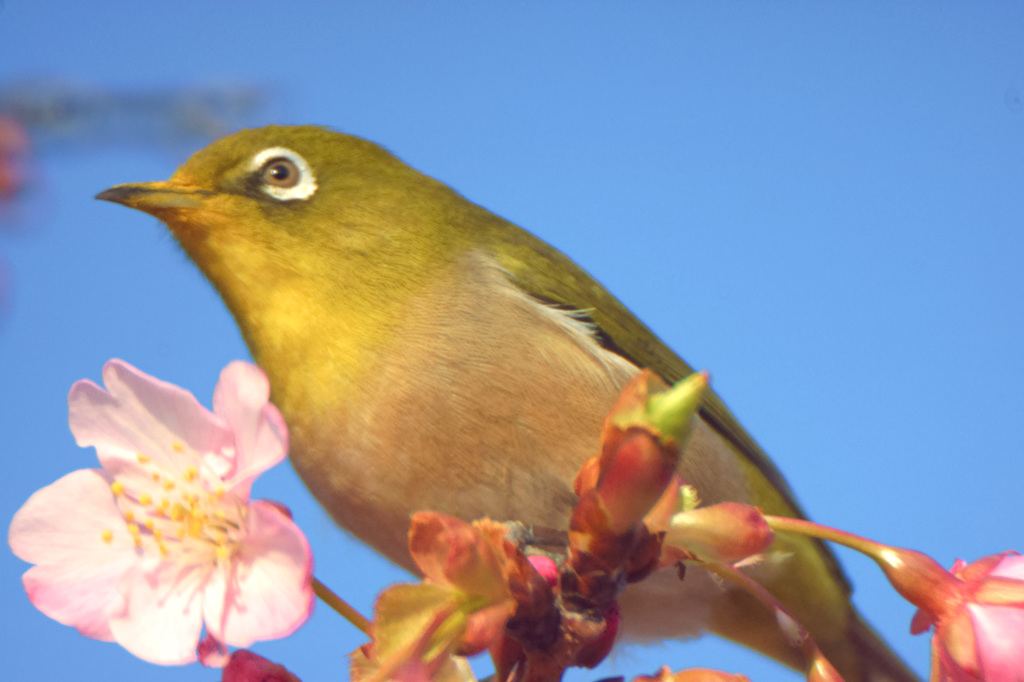 河津桜とメジロ（アップ）