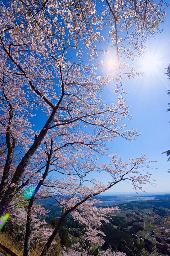 桜越しの我が町