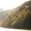 白い紅葉