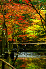 小國神社の紅葉’２０２１