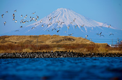 鳥たちの楽園と富士山