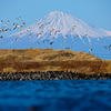 鳥たちの楽園と富士山