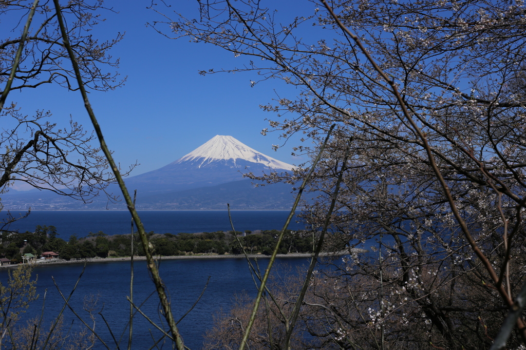 桜、咲きはじめ