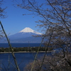 桜、咲きはじめ