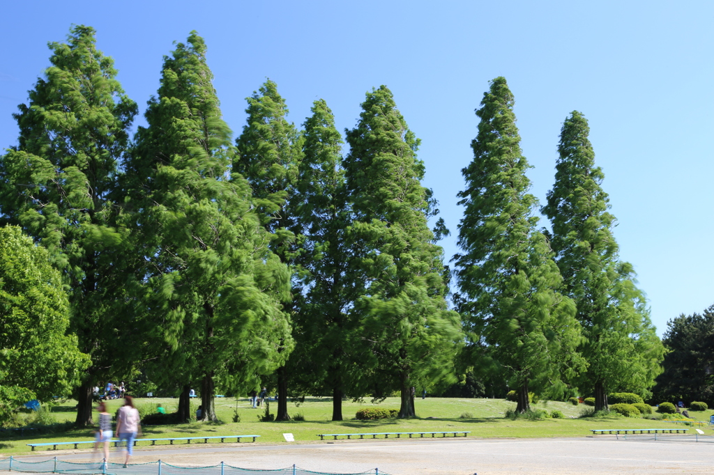 公園の風