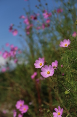 秋桜