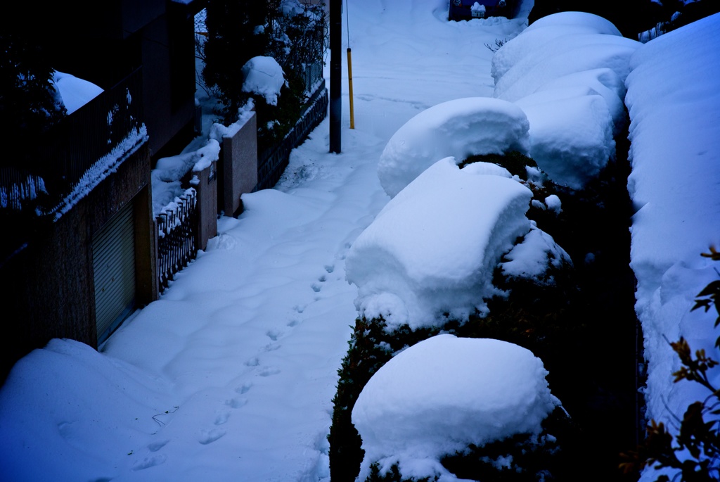 Snowy Yokohama at 8:51 AM