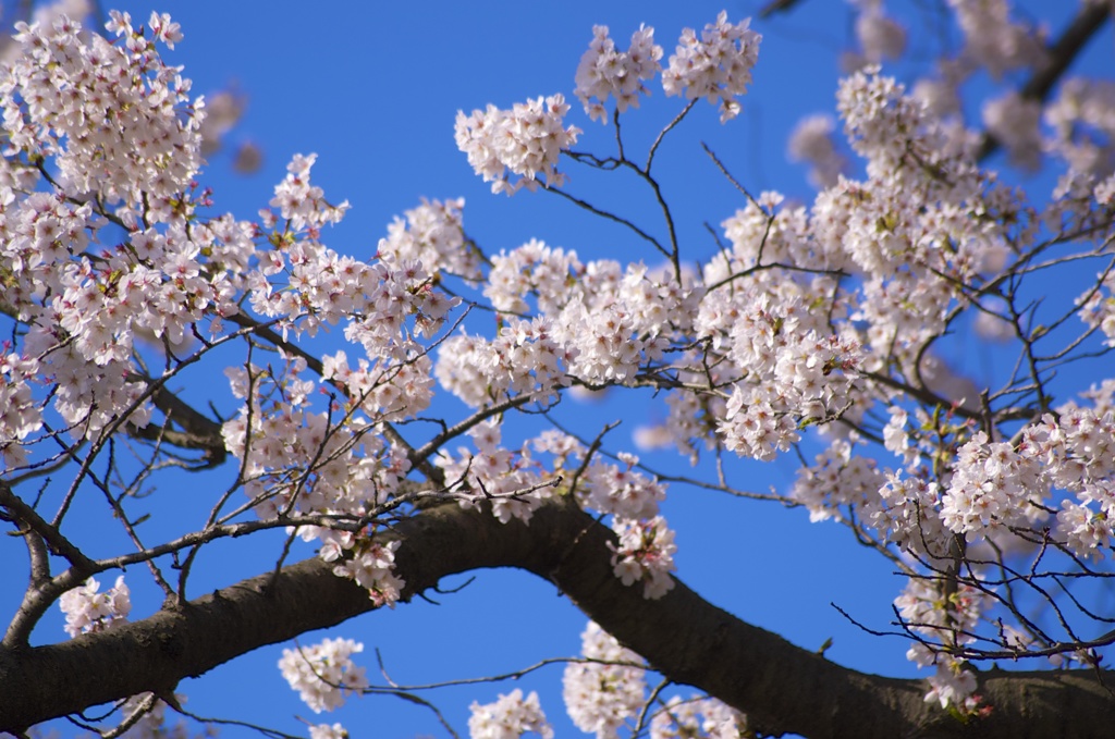 Blossoms in Spring blue