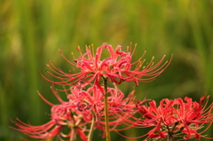 彼岸花　その2