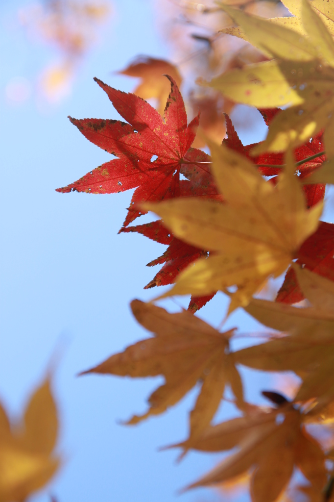 秋空と紅葉２