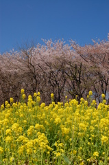 空と桜と菜の花と