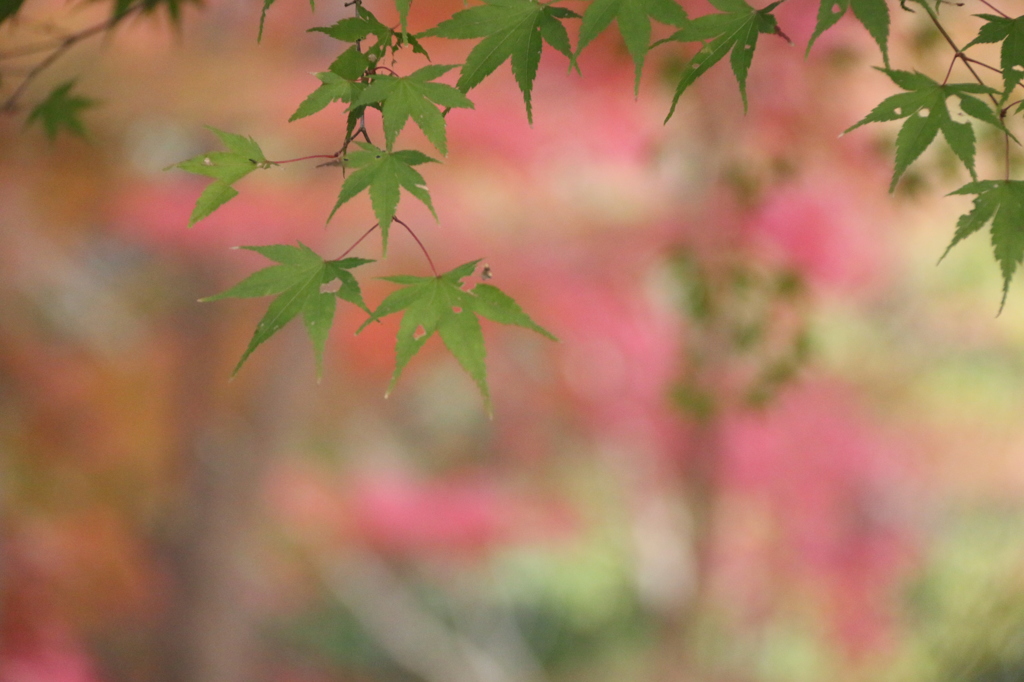 紅葉