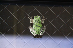 カエル