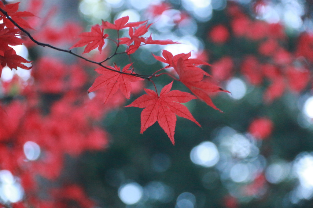 紅葉