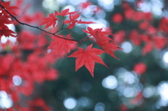 紅葉