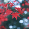 紅葉