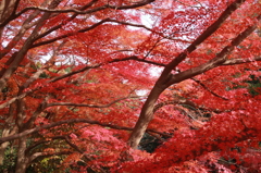 紅葉
