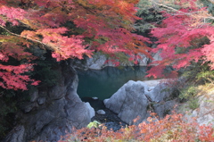 紅葉
