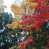 紅葉