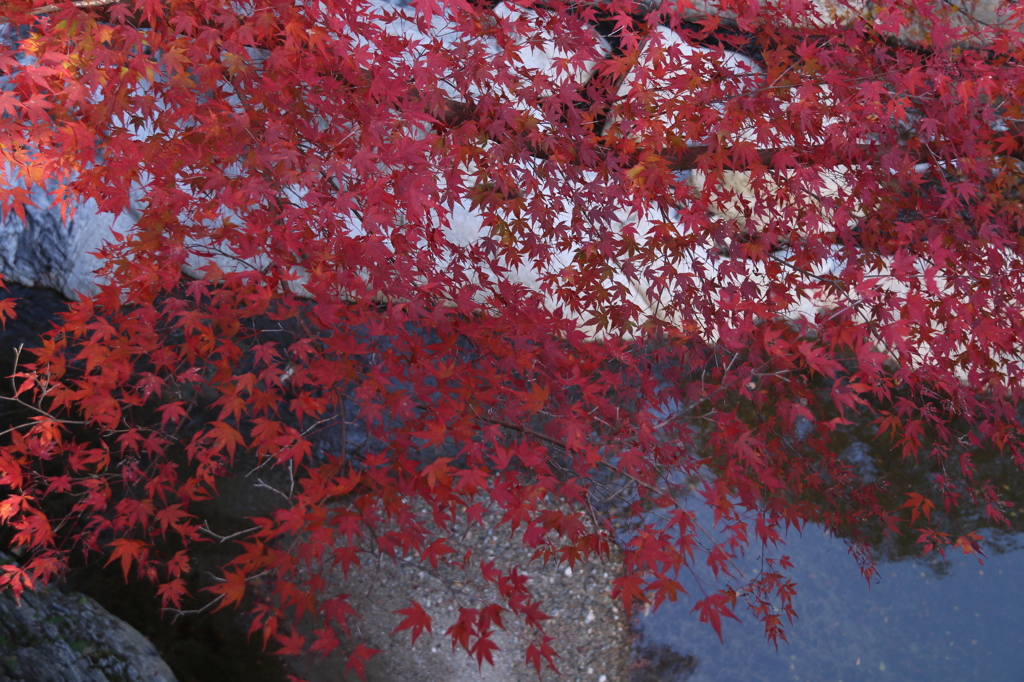 紅葉