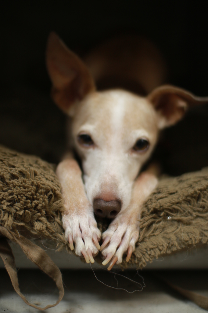 愛犬