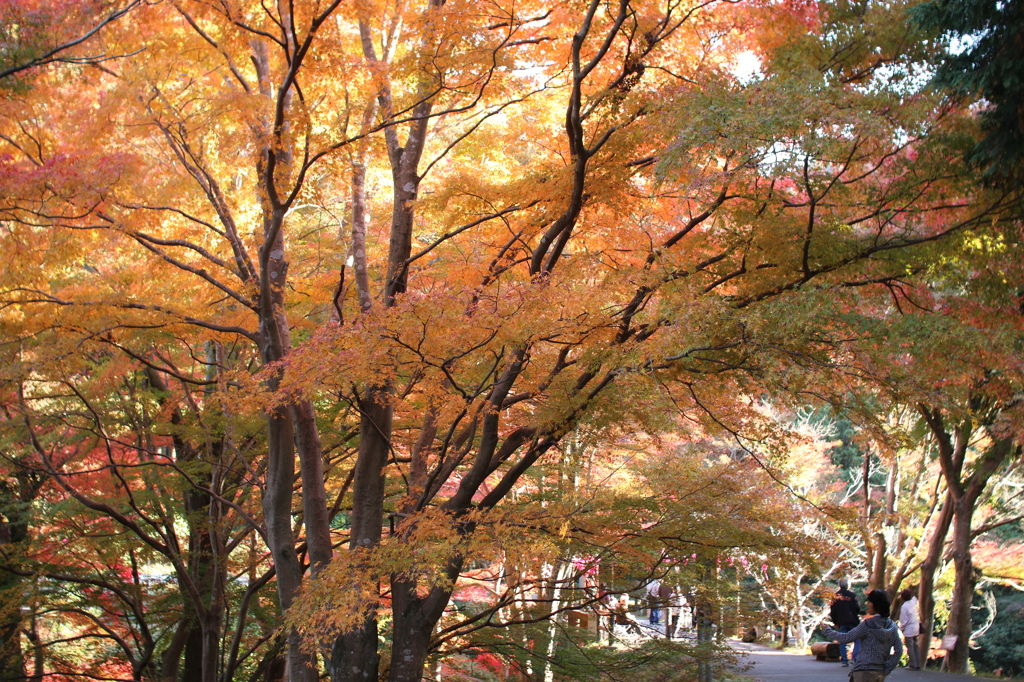 紅葉