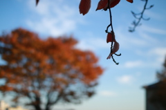 公園