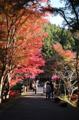 紅葉