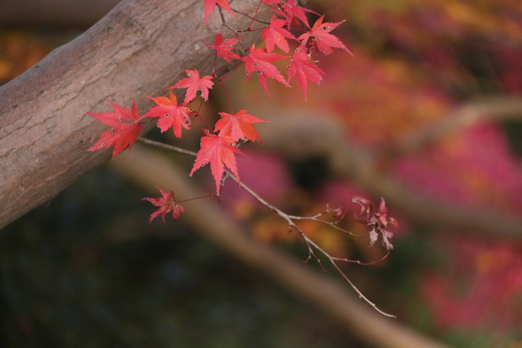 紅葉