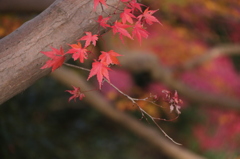 紅葉