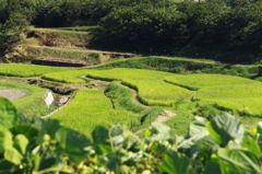 まだ緑