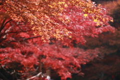 紅葉