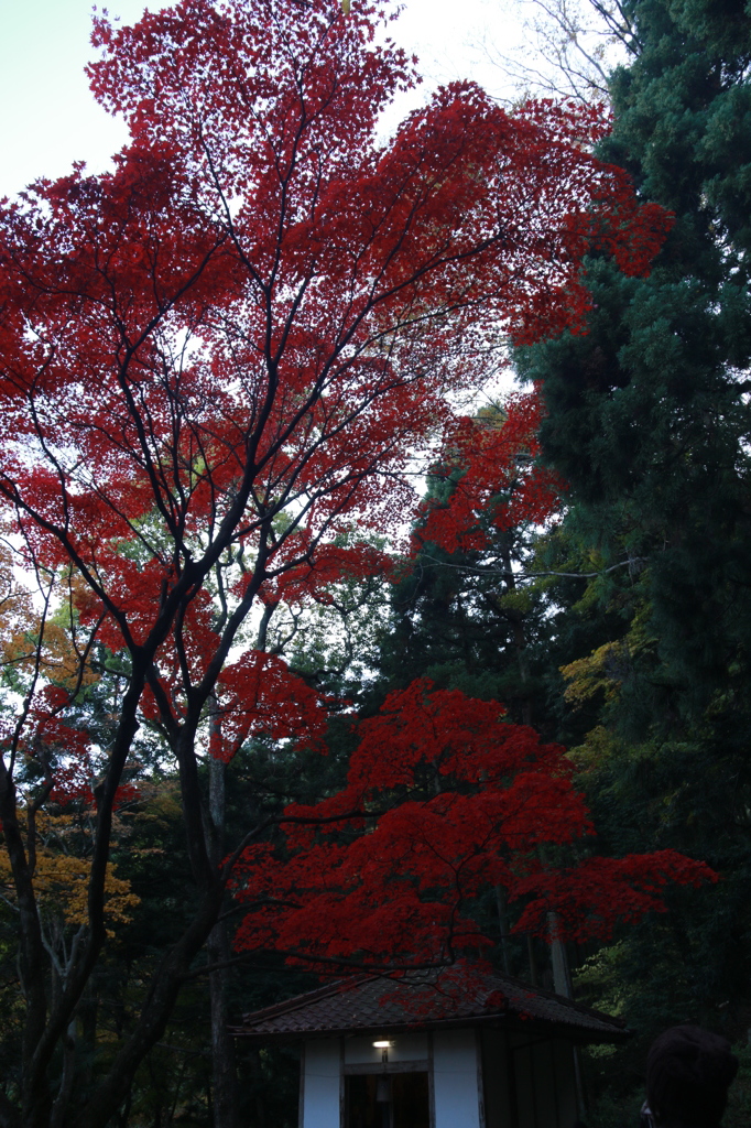 紅葉