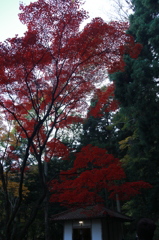 紅葉