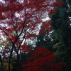 紅葉