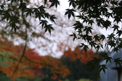 紅葉