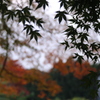 紅葉