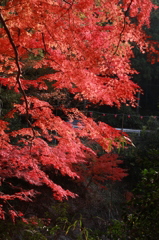 紅葉