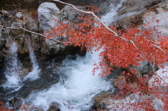 紅葉