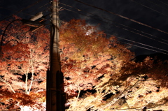 電柱と紅葉とちらっとお月さま。