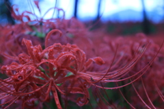 紅く赤く彼岸花