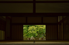 影と緑